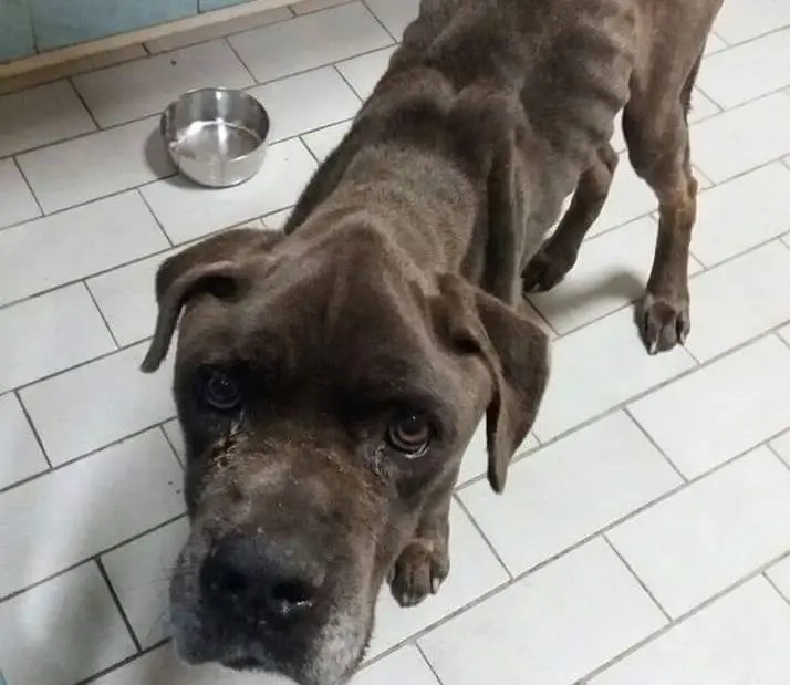 Soncino, cane maltrattato: confessa un agricoltore bresciano