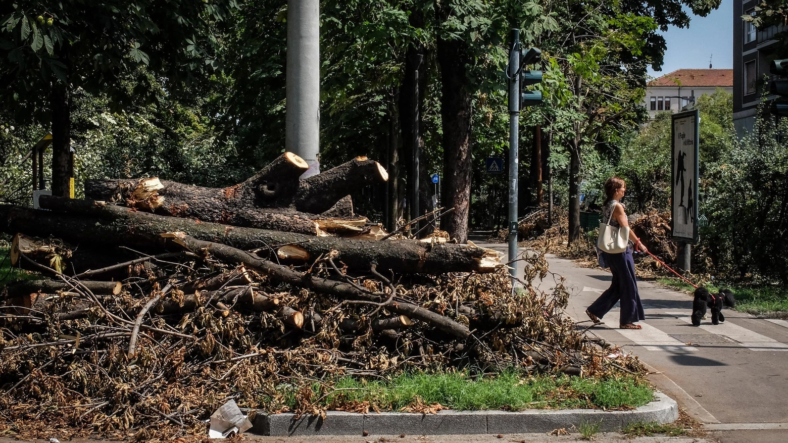 Gli alberi abbattuti dl maltempo in corso Corso Plebisciti Gli alberi abbattuti dl maltempo in corso Corso Plebisciti