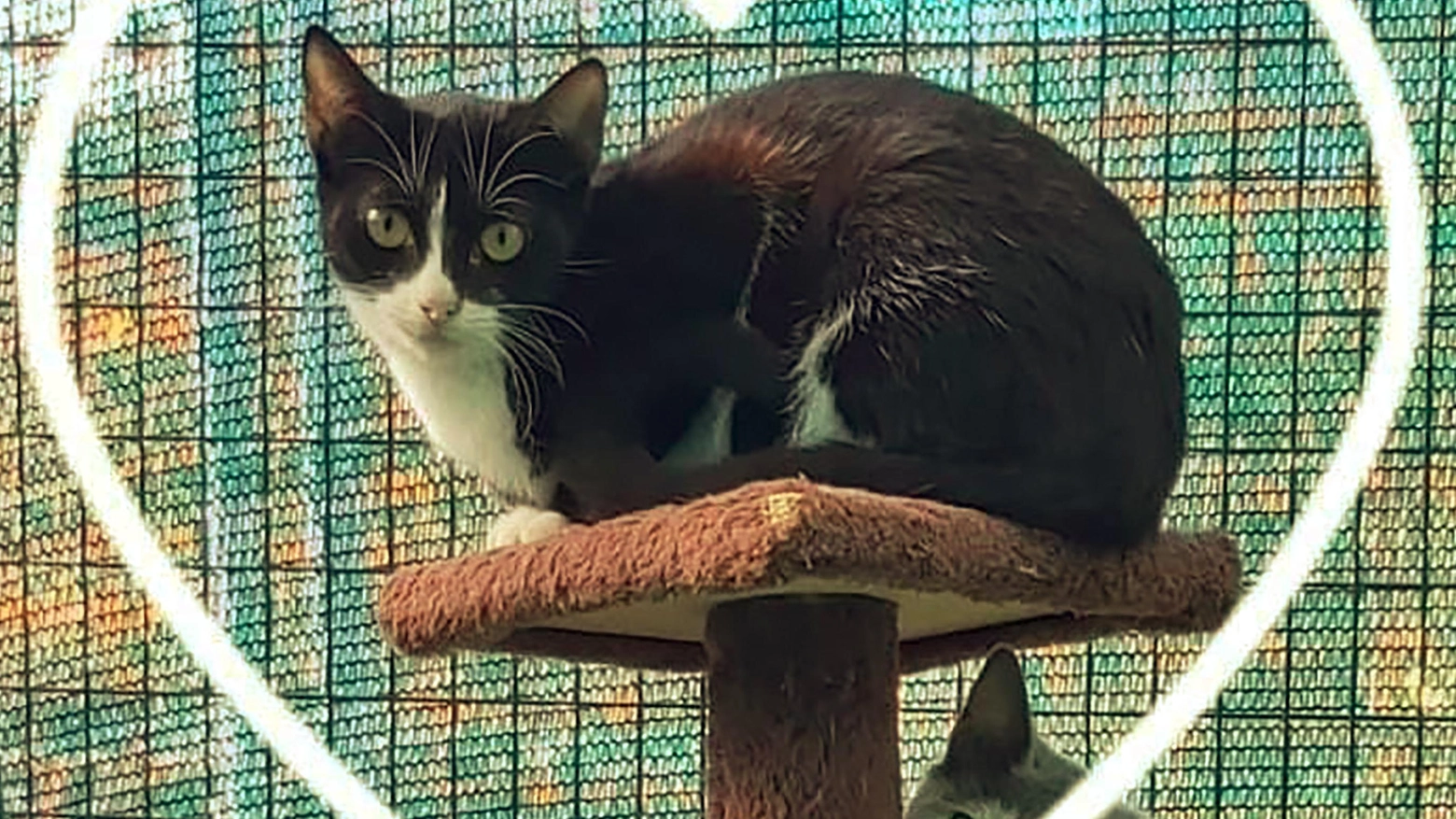La foto di Clara, uccisa nel gattile, fa il giro dei social: siamo sconvolti La foto di Clara, uccisa nel gattile, fa il giro dei social: siamo sconvolti