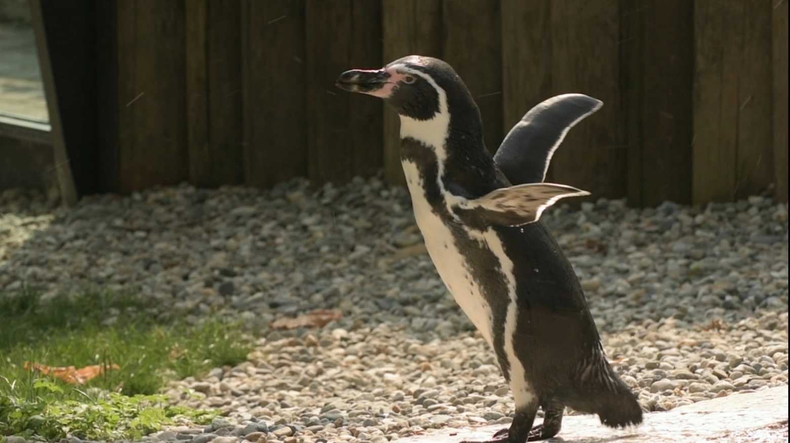 Uno dei pinguini ospiti del Parco Le Cornelle
