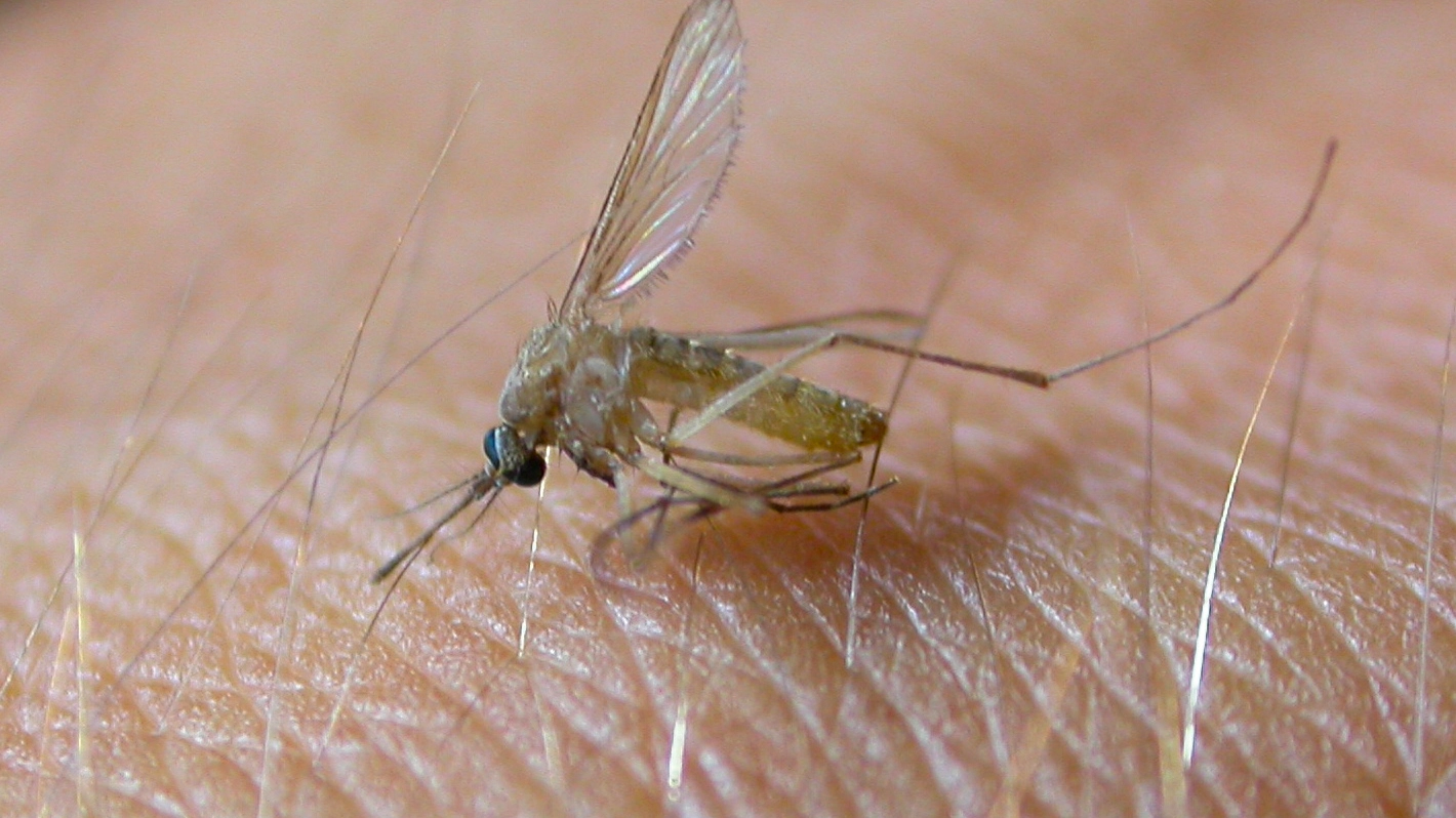 Virus West Nile: quarta vittima quest'anno