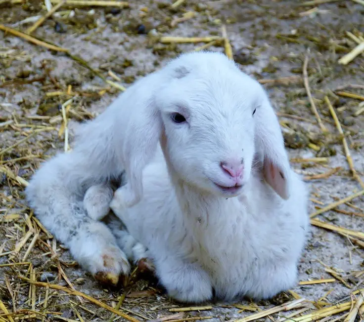 Pasqua, protesta degli animalisti sul sagrato del Duomo: "Quinto, non uccidere"