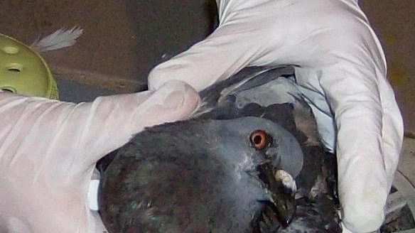 Un piccione ferito dai piombini 