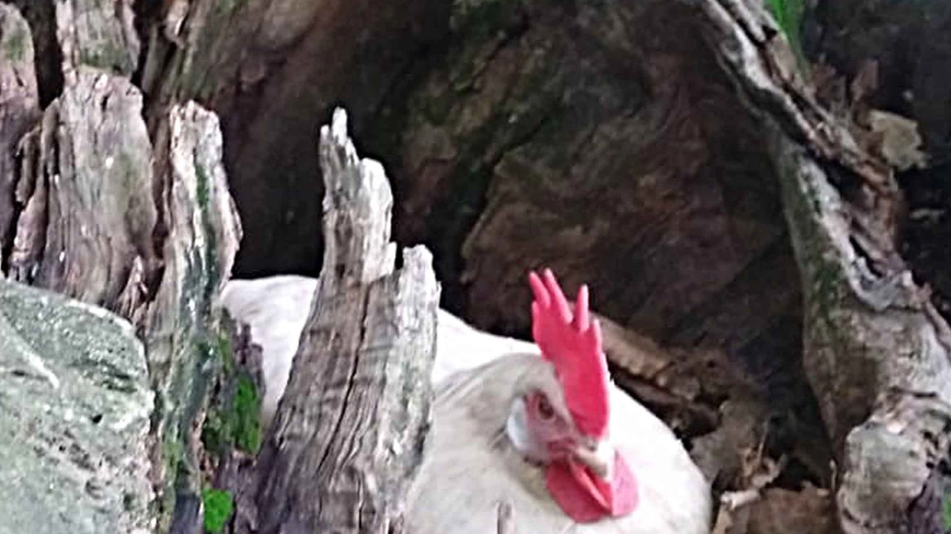 RUSPANTI In ogni stagione le galline scorrazzano nel bosco
