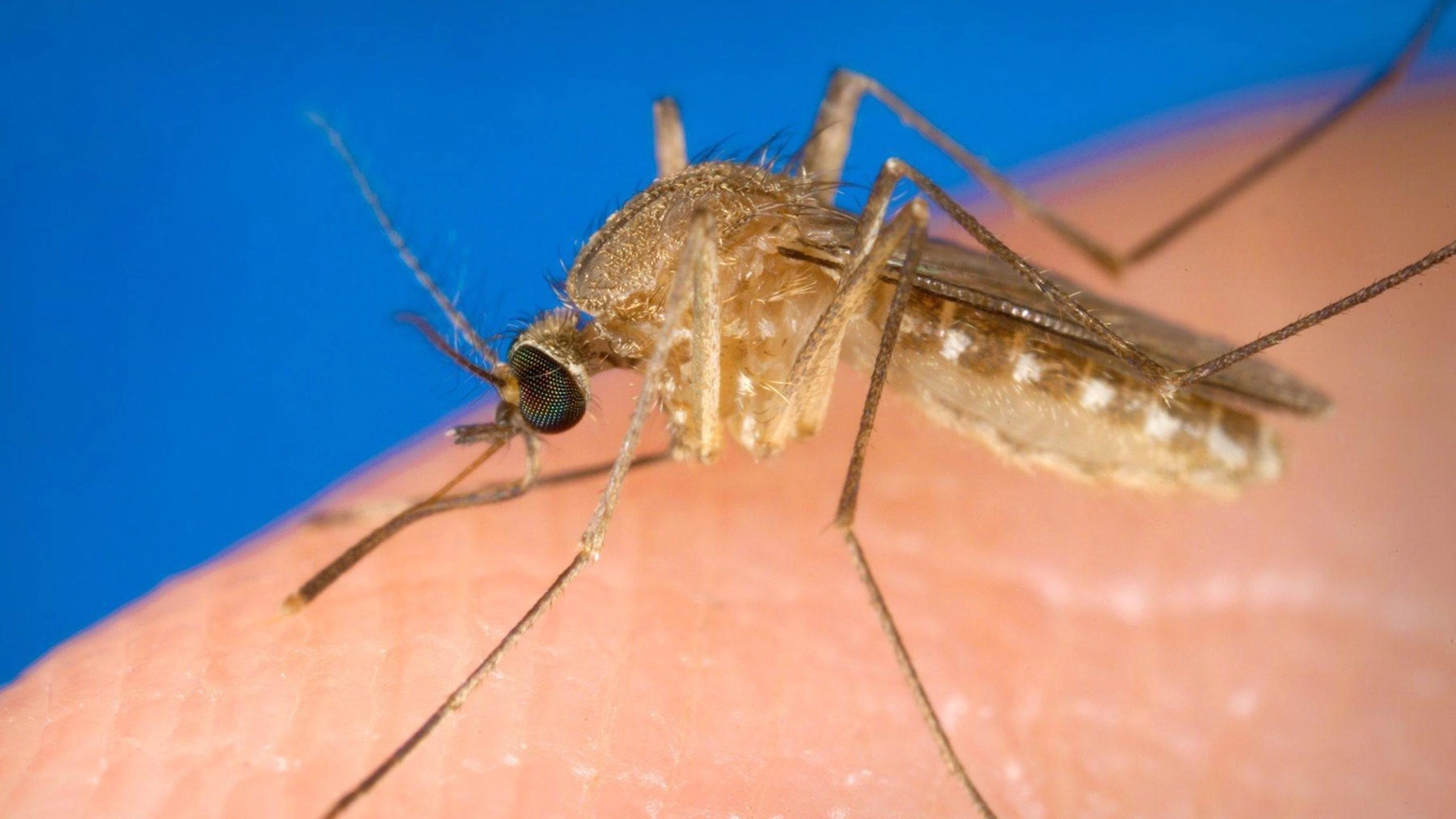 Il virus viene trasmesso all'uomo dalla zanzara