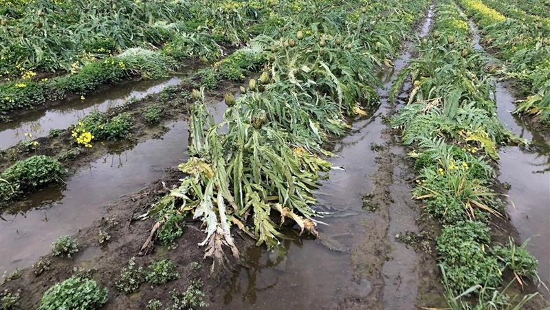 Campi coltivati distrutti dalla grandine