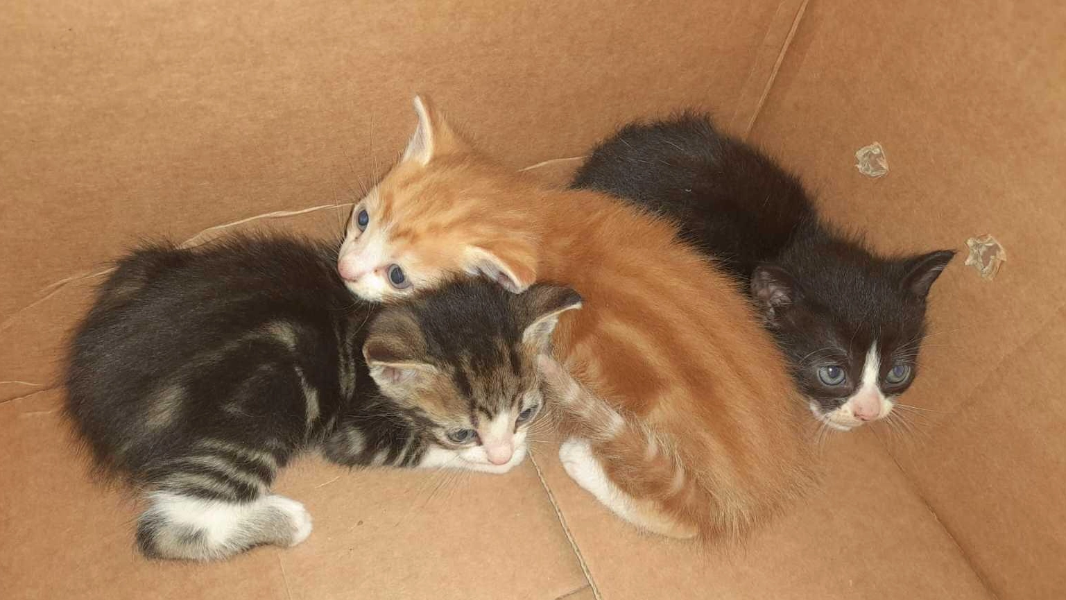 gatti (repertorio) gatti (repertorio)