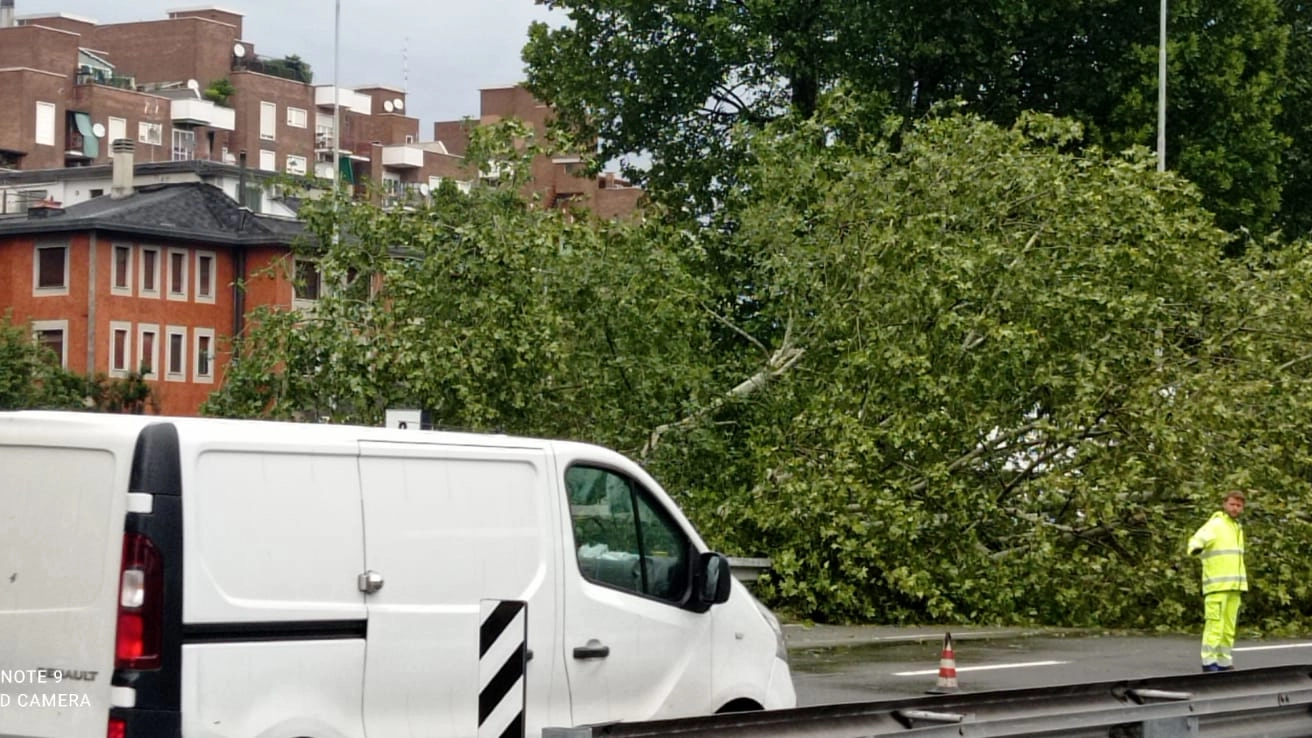 Albero caduto in viale Fulvio Testi