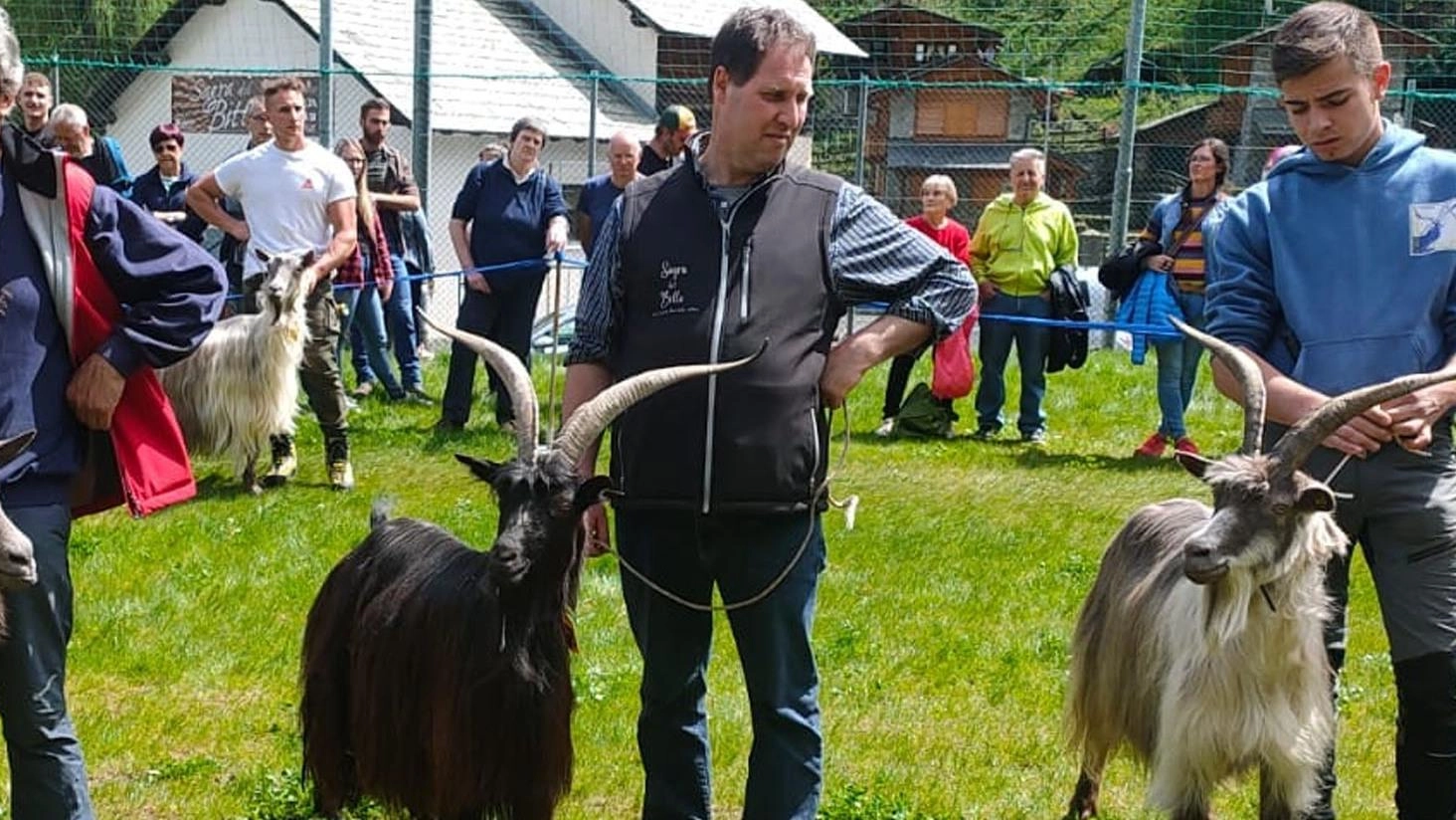 Al concorso di bellezza sfilano le capre orobiche