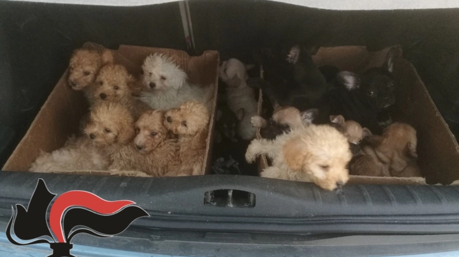Cuccioli sequestrati dai carabinieri