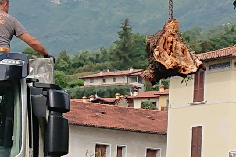 Alberi caduti a Sulzano