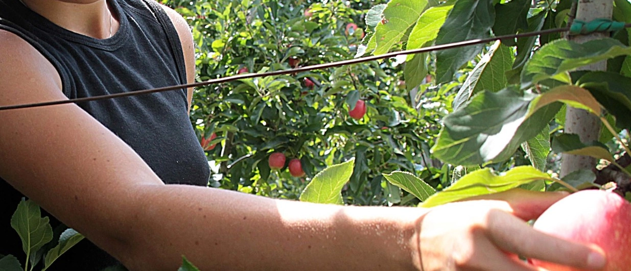 Agricoltura eroica di montagna: in Valtellina è iniziata la raccolta delle mele. Nei frutteti c’è ottimismo
