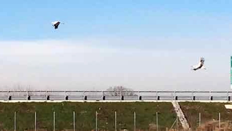 Le cicogne volano sopra l'autostrada
