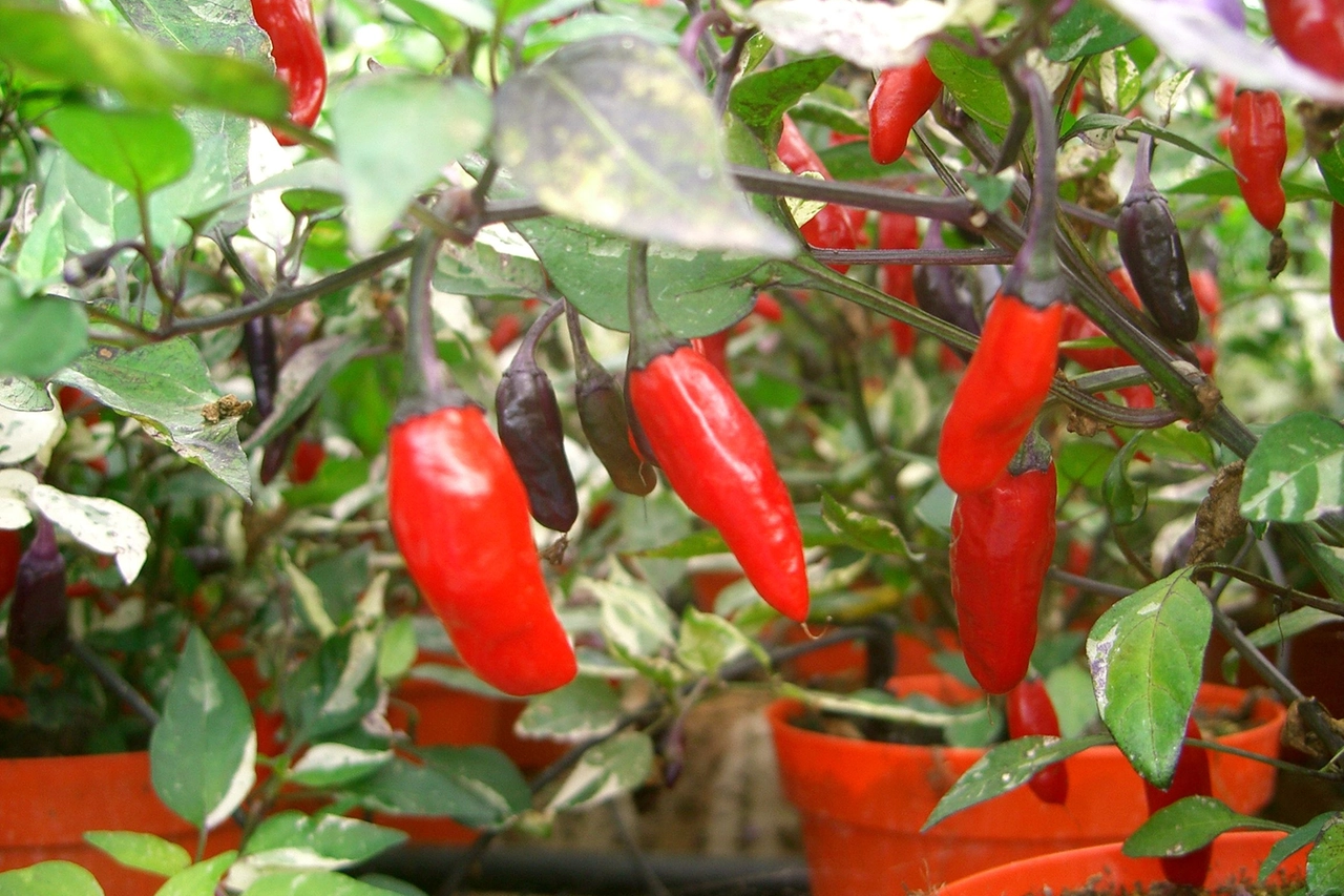 Peperoncino
