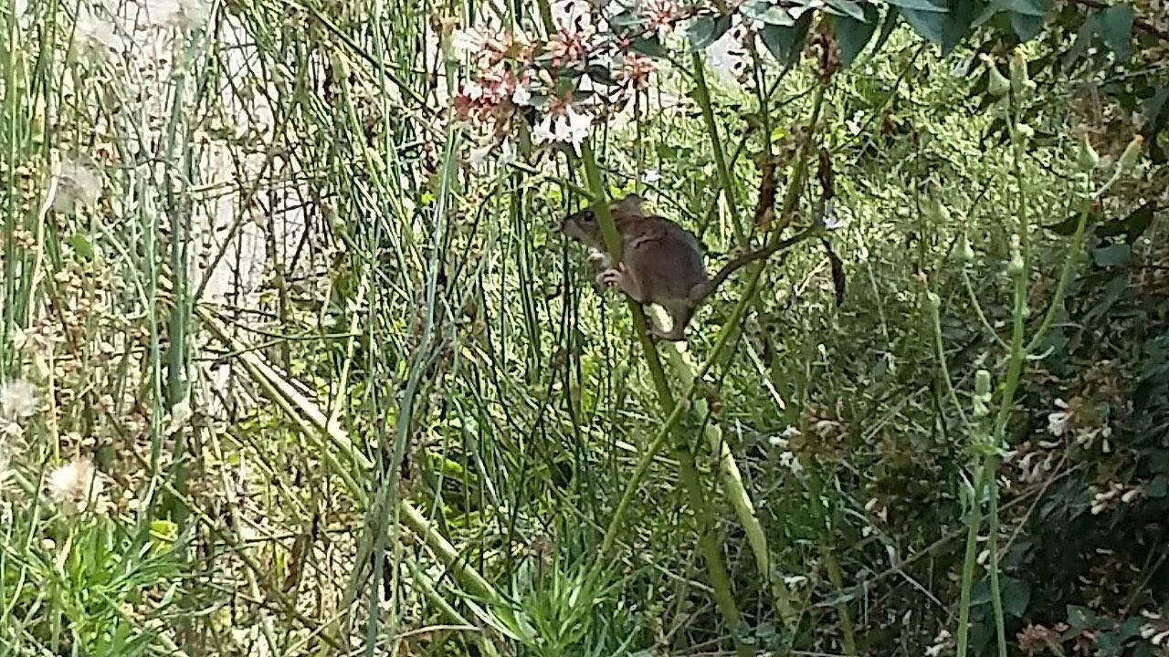 Il topo avvistato nell'erba