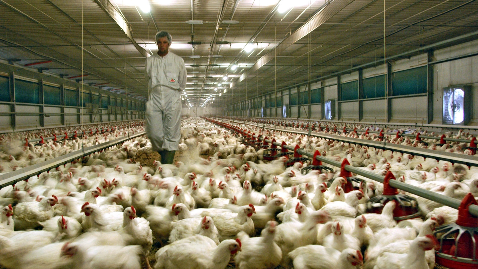 Un allevamento di galline (Foto archivio)