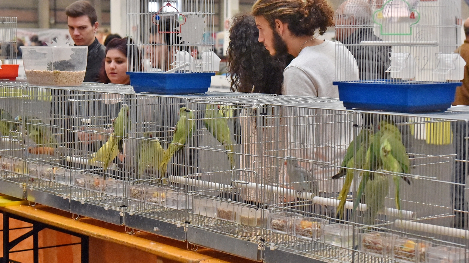 Gli ambientalisti sono pronti a protestare con gli uccelli in gabbia