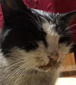 Facebook e banchetto per la Giornata del gatto