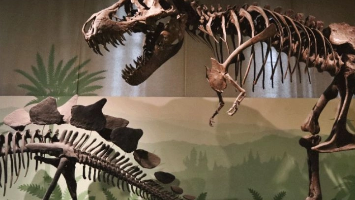 Un dinosauro al museo di Storia naturale