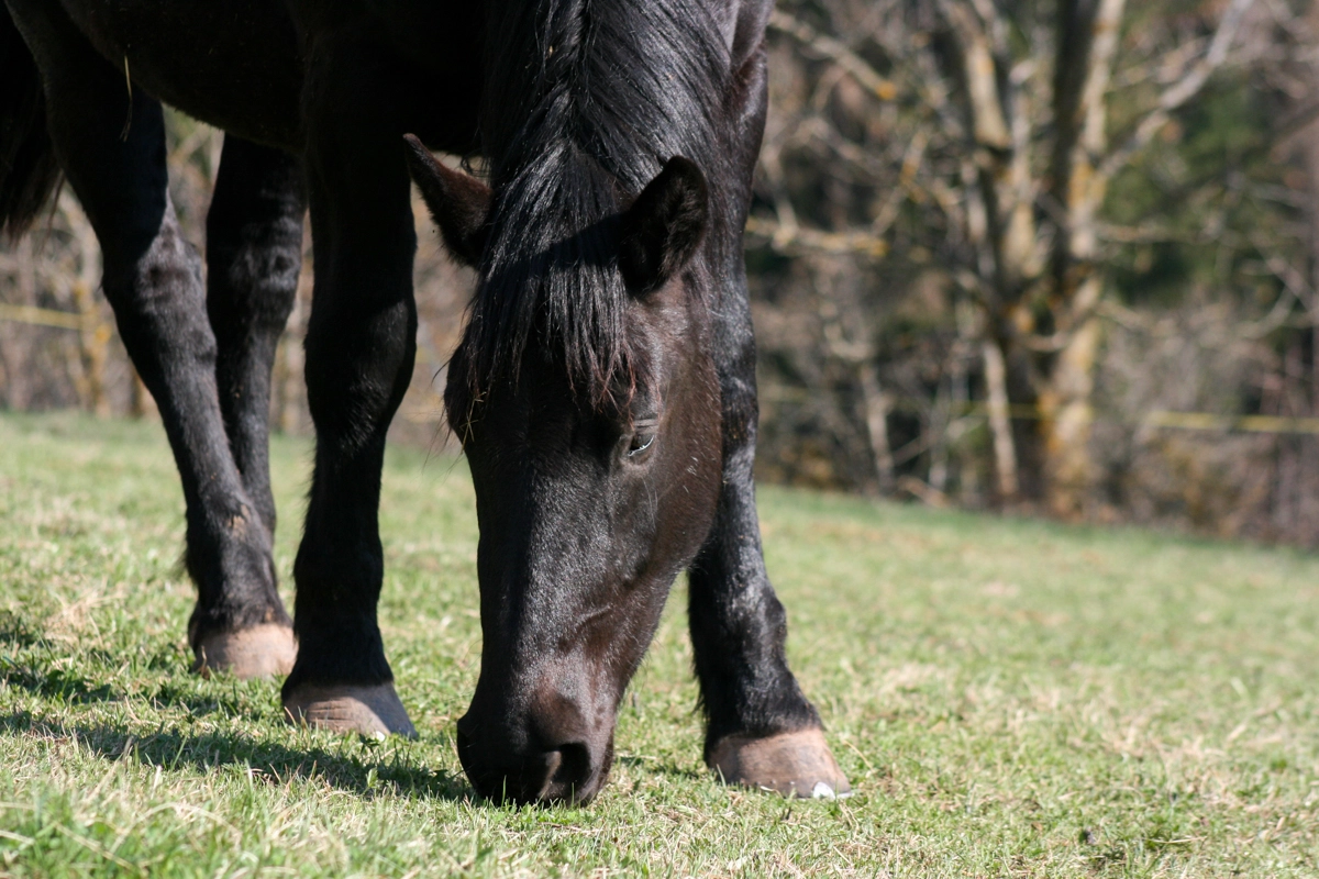 Cavallo in una foto L.Gallitto