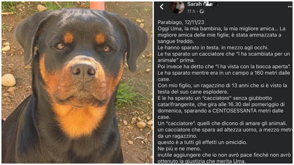 Il cane ucciso; a destra, il post su Facebook che denuncia l'episodio