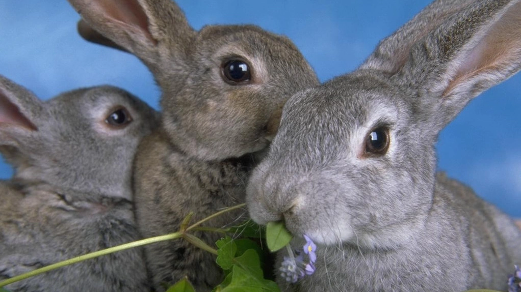 I conigli furono uccisi dal professore nel laboratorio scolastico