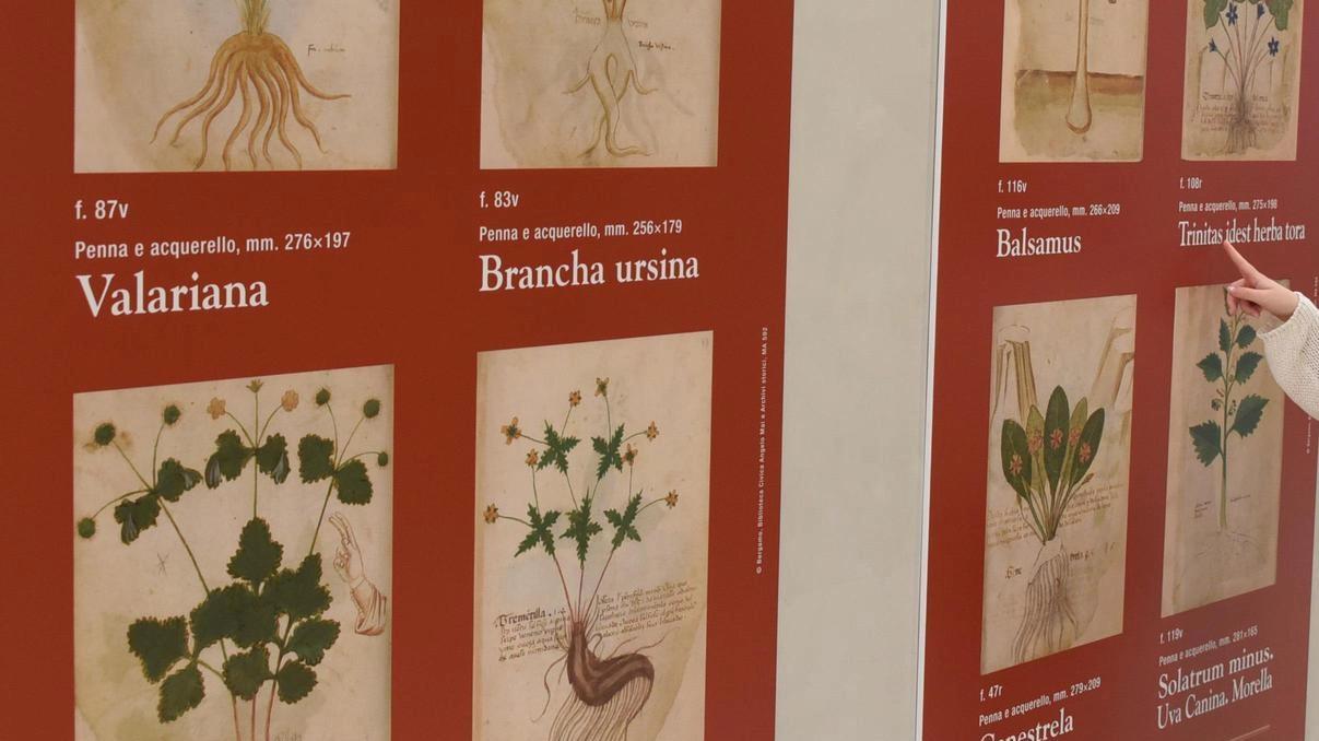 Il botanico Giacomo Manzù. Erbe e fiori contro l’orrore Il botanico Giacomo Manzù. Erbe e fiori contro l’orrore
