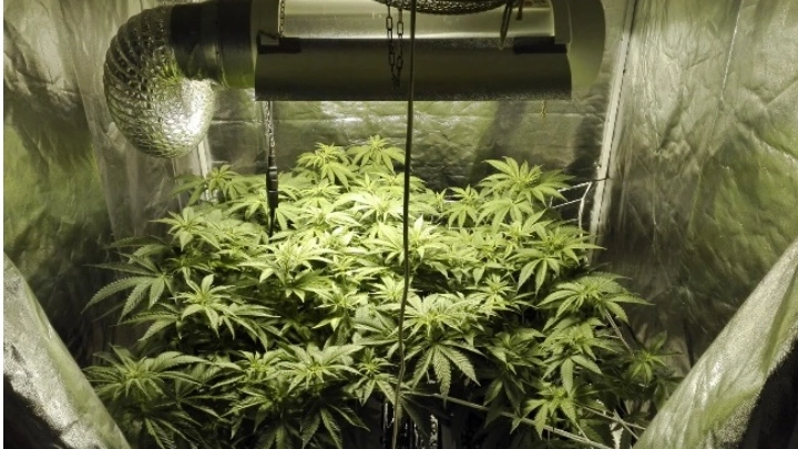 Una serra in cui viene coltivata marijuana (foto archivio)