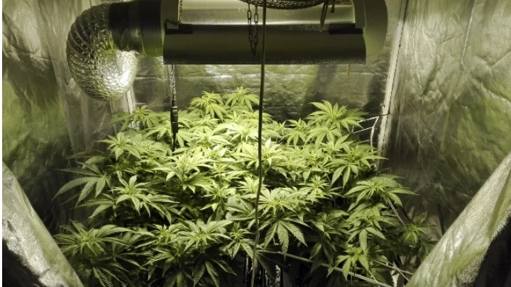 Una serra in cui viene coltivata marijuana (foto archivio) Una serra in cui viene coltivata marijuana (foto archivio)
