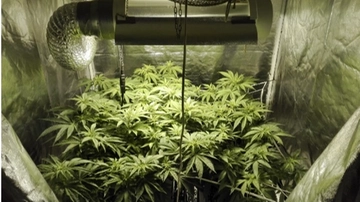 Iseo, scoperta piantagione di marijuana nel giardino: 45enne in manette