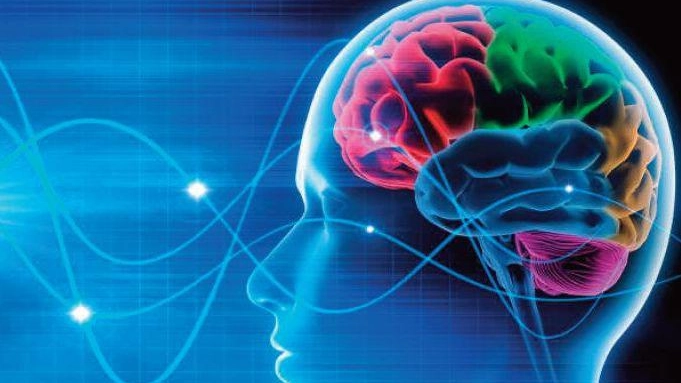 Studio e cervello: un rapporto speciale Studio e cervello: un rapporto speciale