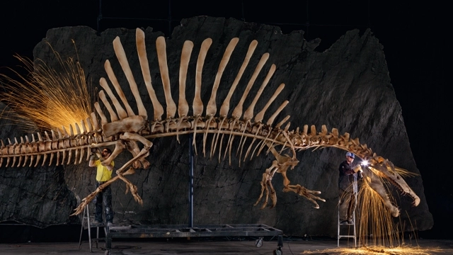 Presentato primo scheletro completo di Spinosaurus aegyptiacus, 