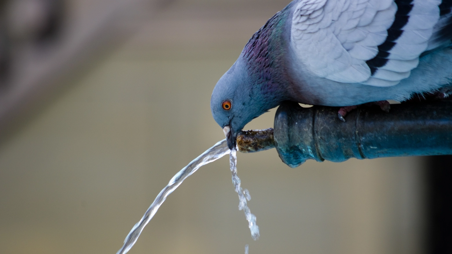 Sondrio, acqua potabile contaminata