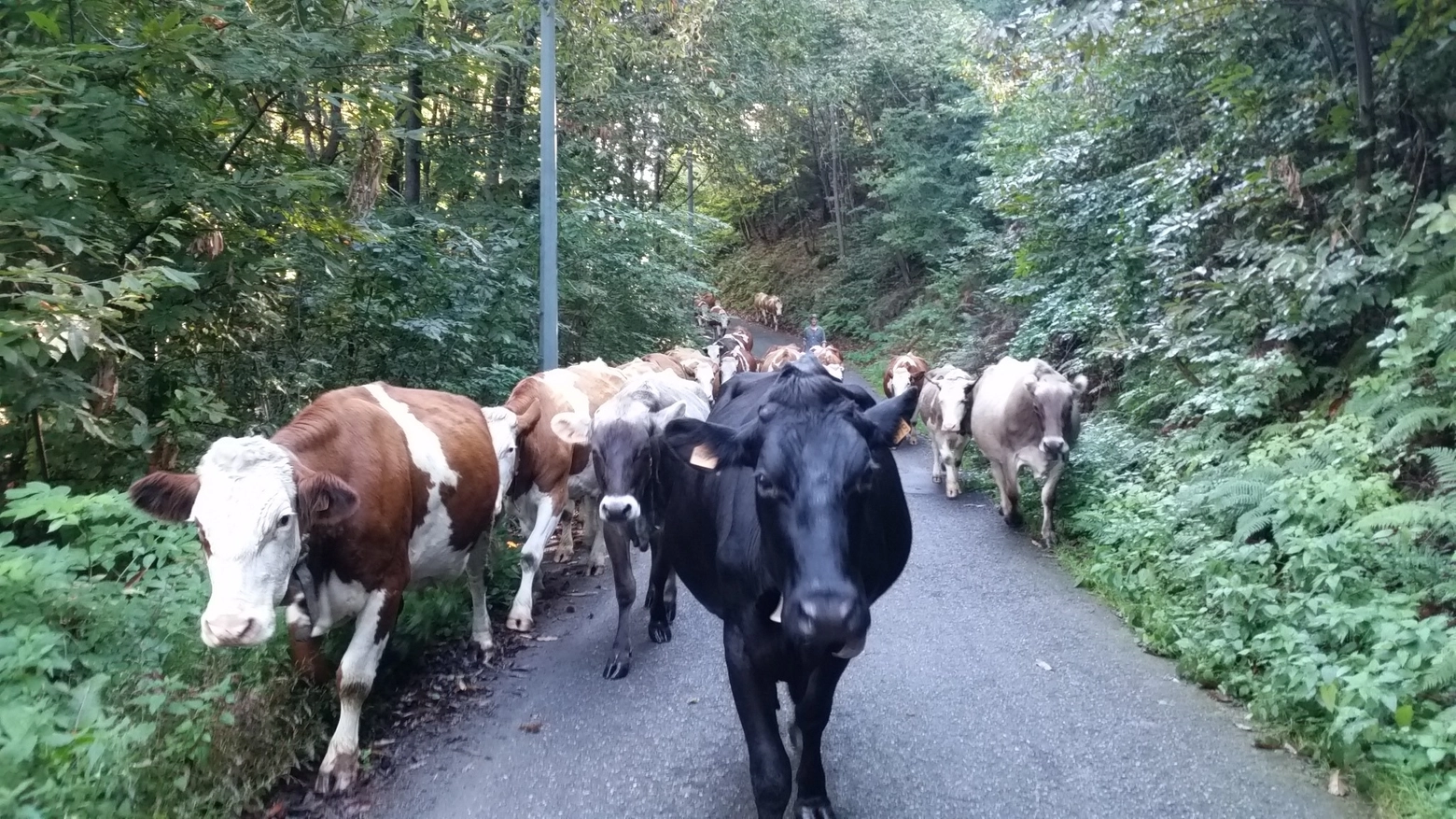 Grazie alle piogge è già iniziata la stagione in alpeggio