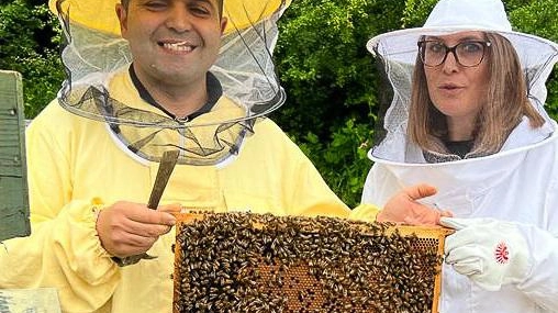 Tornano le api in riva al Ticino  Da 250 arnie al centro Geraci  il miele bio garantito dal Parco