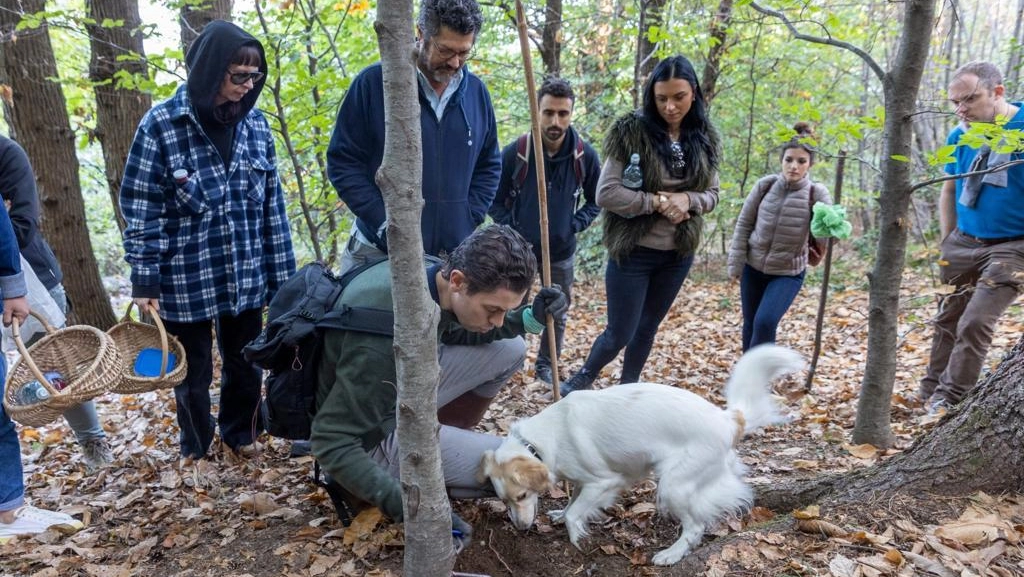 A caccia di funghi e tartufi nei boschi del lago di Como