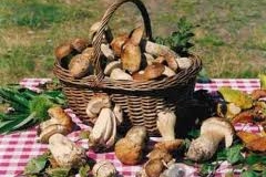 Funghi