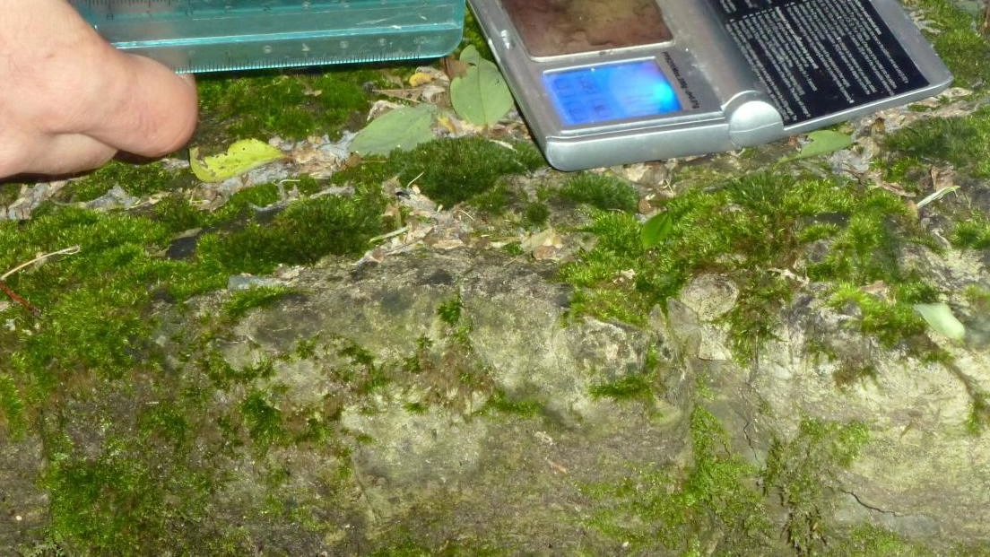 I gamberi di fiume rischiano di scomparire, "colpa delle specie aliene" I gamberi di fiume rischiano di scomparire, "colpa delle specie aliene"