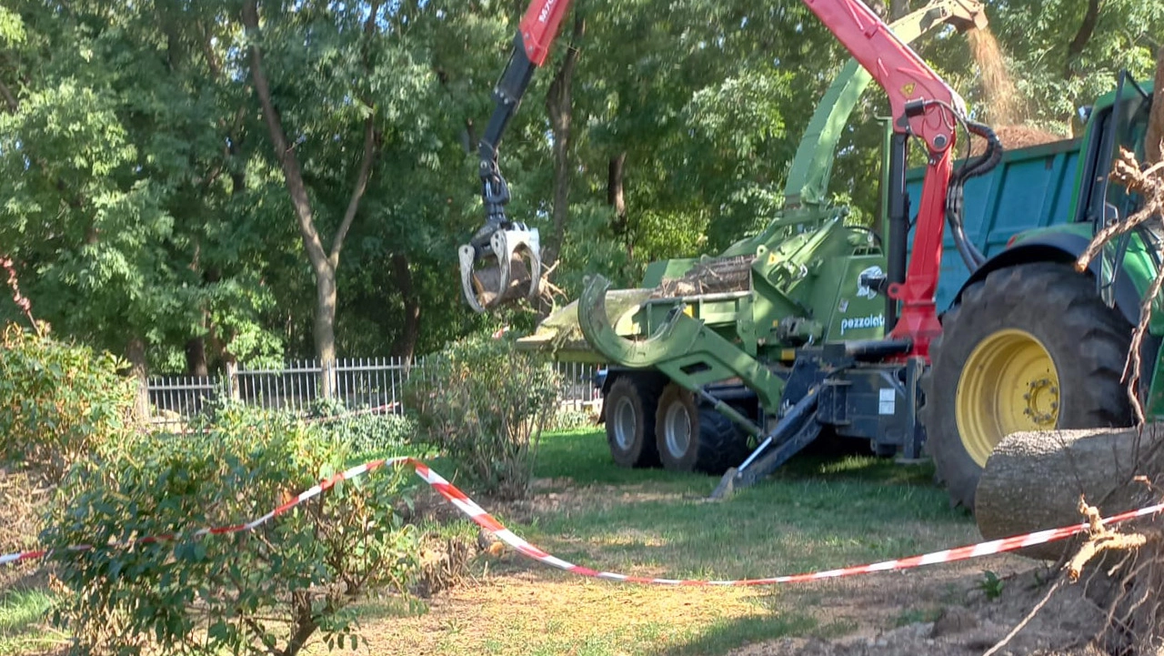 Alberi abbattuti dal maltempo a Cesano Boscone Alberi abbattuti dal maltempo a Cesano Boscone