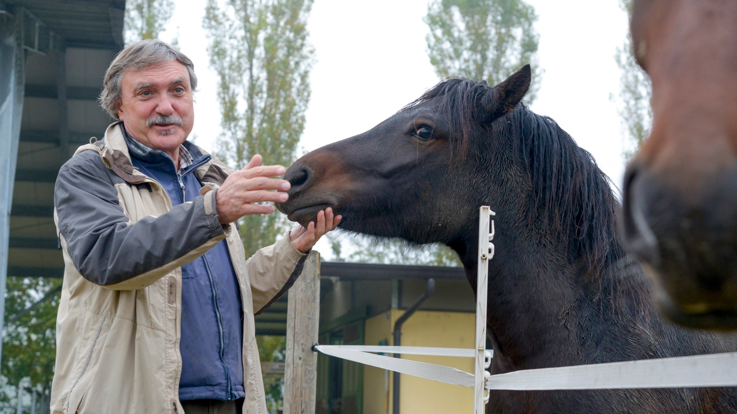 Roberto Postini, 62 anni, con le cavalle del suo agriturismo Ai Gerali in pieno Parco Adda Sud(Cavalleri)