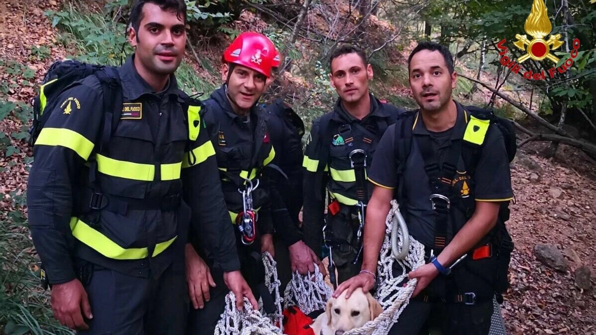 Il Labrador recuperato dai vigili del fuoco a Induno Olona