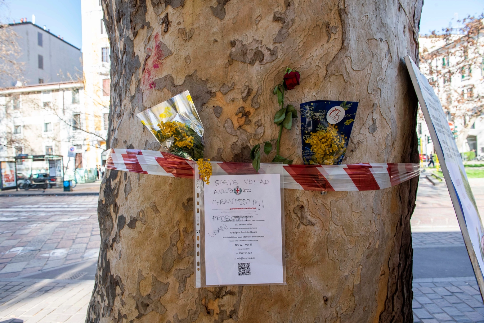L'avviso del Comune affisso sul platano di piazza Buozzi e i fiori lasciati dai cittadini