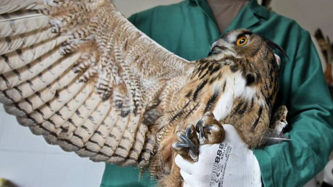 L’arca della Brianza. Cervi e volpi investiti: "Serve un ospedale per la fauna selvatica" L’arca della Brianza. Cervi e volpi investiti: "Serve un ospedale per la fauna selvatica"