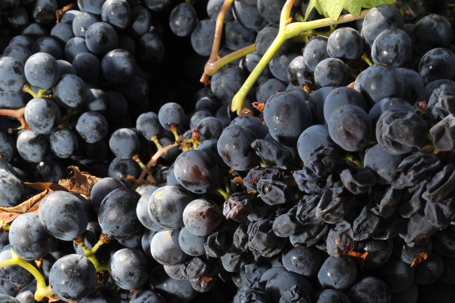 Vinuva, Festival del Vino e dell'Uva