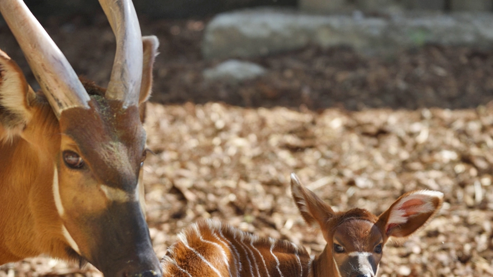 L'ultima arrivata, di una specie rara, pronta ad accogliere i visitatori. Su Facebook il contest per darle un nome