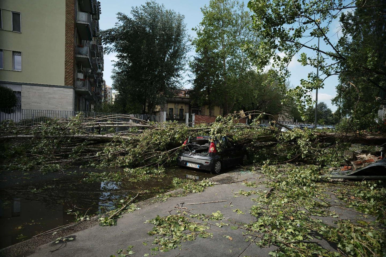 Auto distrutte dagli alberi in zona Forze Armate