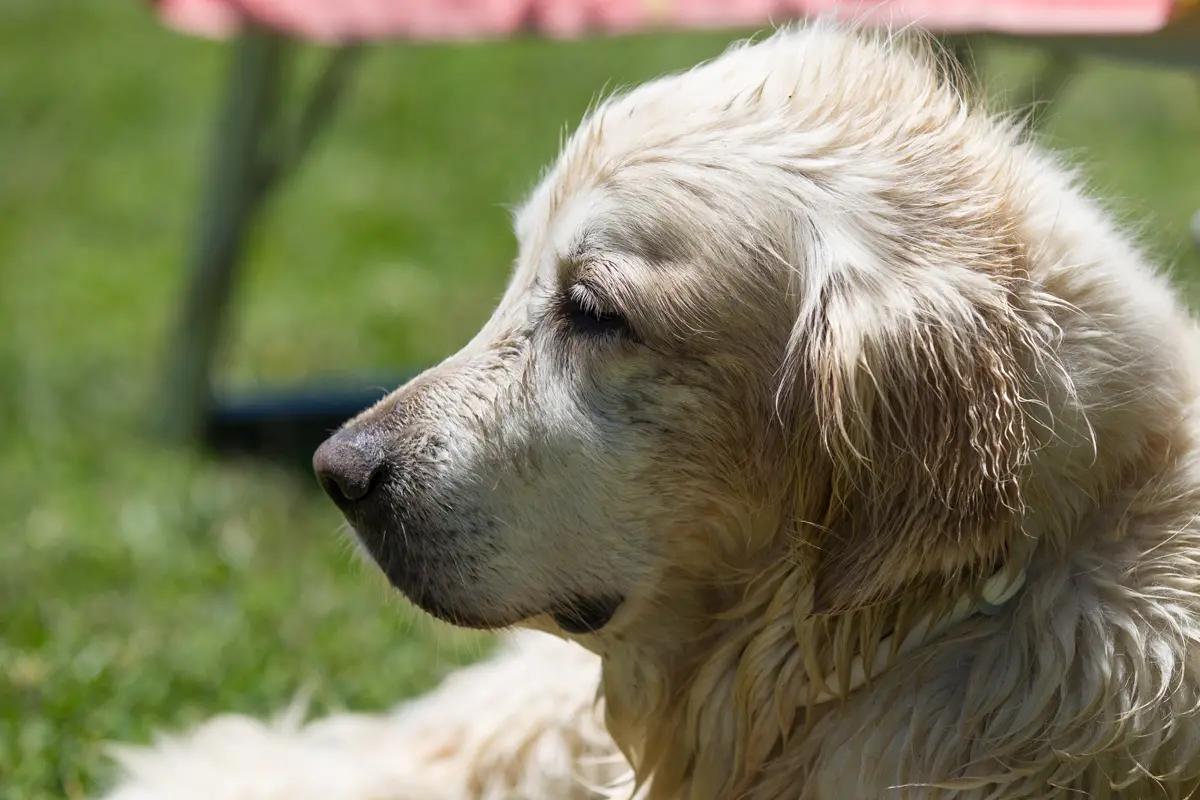 Azzannato da un golden retriver, ferito bambino di due anni e mezzo
