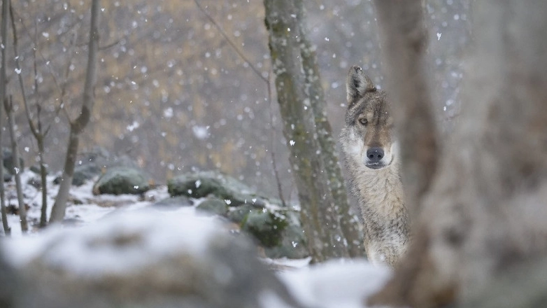 Un lupo nel bosco (dal sito del progetto Life wolf alps Eu)