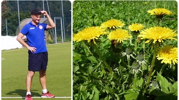 Mangia un fiore velenoso: esperto di piante officinali muore dopo due giorni di agonia