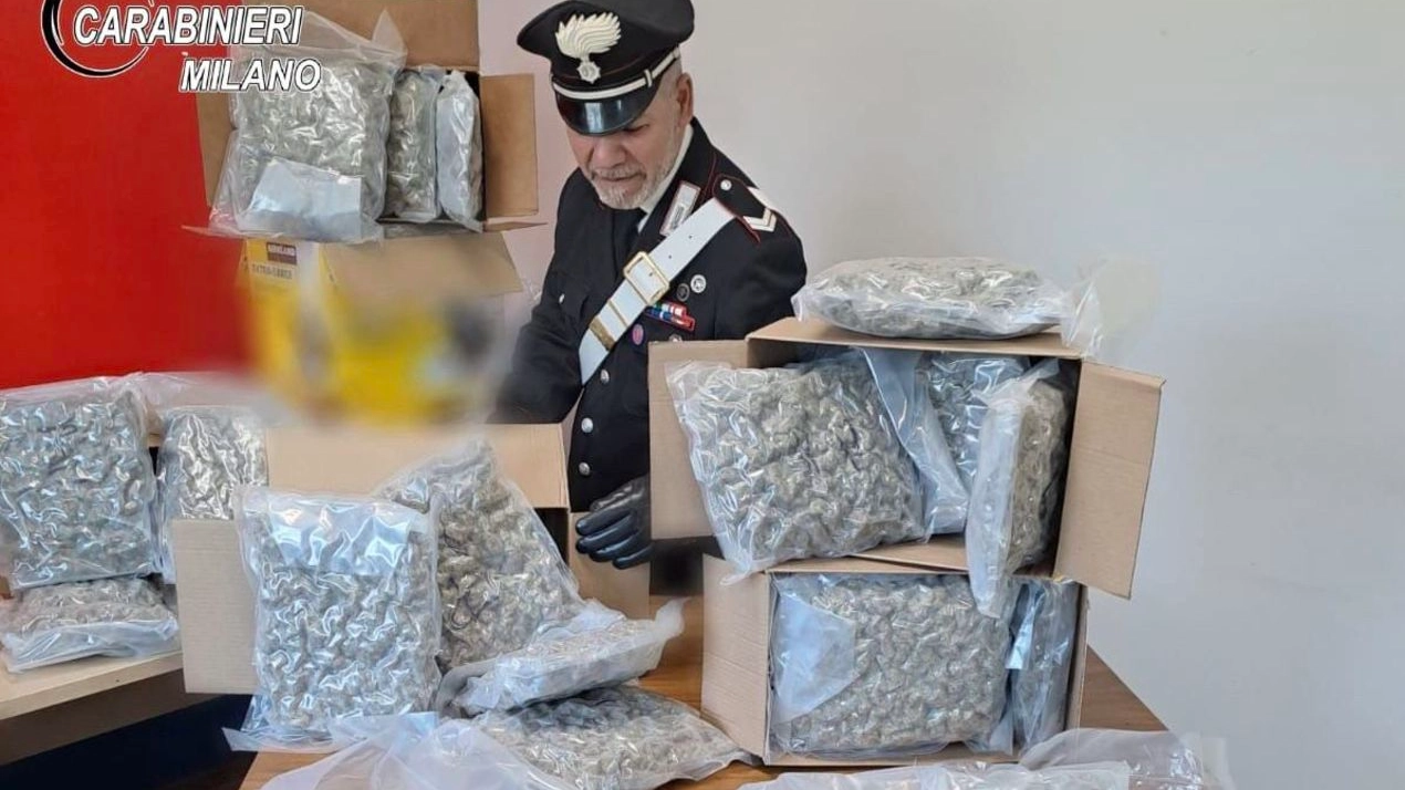 Il carico di marijuana scoperto nella logistica di Settata dai carabinieri di Peschiera